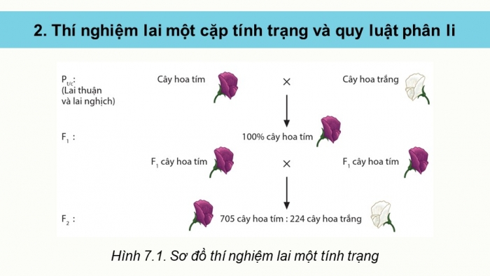 Giáo án điện tử Sinh học 12 cánh diều Bài 7: Di truyền học Mendel và mở rộng học thuyết Mendel