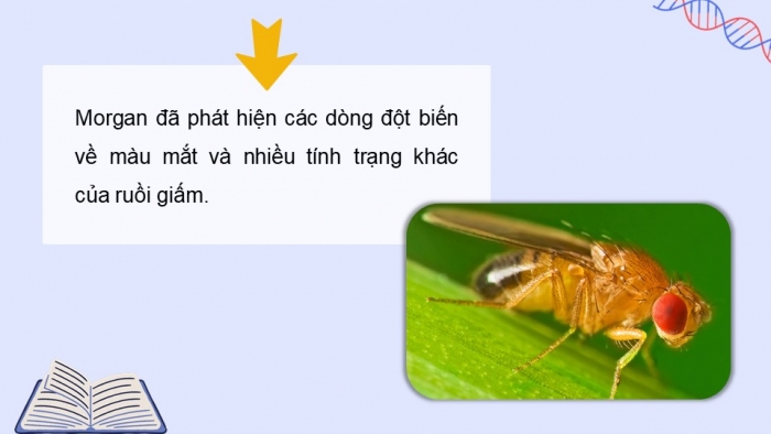 Giáo án điện tử Sinh học 12 cánh diều Bài 8: Di truyền liên kết giới tính, liên kết gene và hoán vị gene