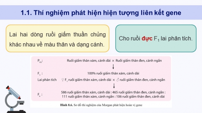 Giáo án điện tử Sinh học 12 cánh diều Bài 8: Di truyền liên kết giới tính, liên kết gene và hoán vị gene (P2)