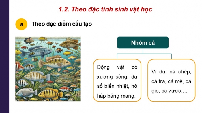 Giáo án điện tử Công nghệ 12 Lâm nghiệp Thủy sản Cánh diều Bài 10: Các nhóm thuỷ sản và phương thức nuôi phổ biến