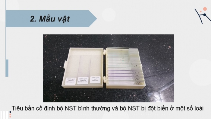 Giáo án điện tử Sinh học 12 kết nối Bài 14: Thực hành Quan sát một số dạng đột biến nhiễm sắc thể