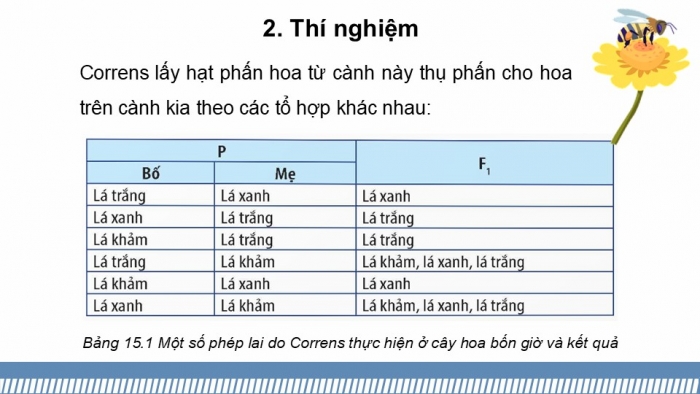 Giáo án điện tử Sinh học 12 kết nối Bài 15: Di truyền gene ngoài nhân