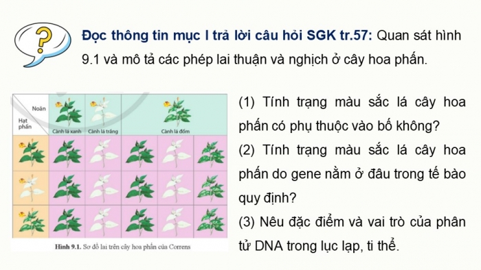 Giáo án điện tử Sinh học 12 cánh diều Bài 9: Di truyền gene ngoài nhân