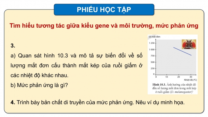 Giáo án điện tử Sinh học 12 cánh diều Bài 10: Mối quan hệ giữa kiểu gene, môi trường và kiểu hình