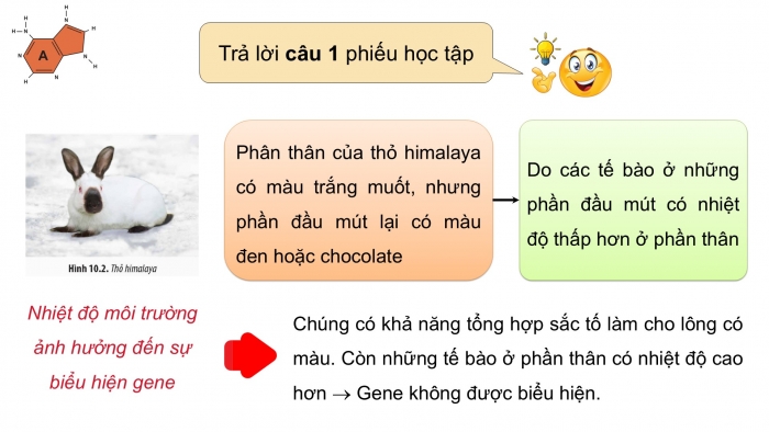 Giáo án điện tử Sinh học 12 chân trời Bài 10: Mối quan hệ giữa kiểu gene – kiểu hình – môi trường