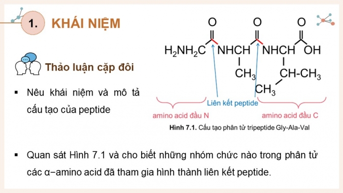 Giáo án điện tử Hóa học 12 cánh diều Bài 7: Peptide, protein và enzyme