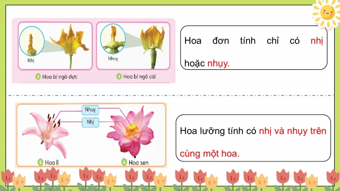 Giáo án điện tử Khoa học 5 chân trời Bài 13: Sự sinh sản của thực vật có hoa