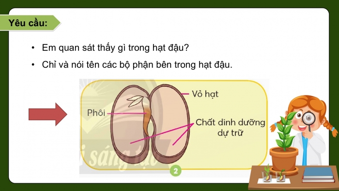 Giáo án điện tử Khoa học 5 chân trời Bài 14: Sự lớn lên và phát triển của thực vật