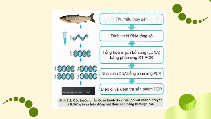 Giáo án điện tử chuyên đề Công nghệ 12 Lâm nghiệp Thuỷ sản Kết nối Bài 8: Ứng dụng công nghệ sinh học trong phòng, trị bệnh thuỷ sản