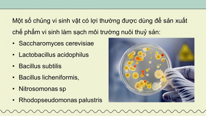 Giáo án điện tử chuyên đề Công nghệ 12 Lâm nghiệp Thuỷ sản Kết nối Bài 9: Ứng dụng công nghệ sinh học trong quản lí môi trường nước nuôi thuỷ sản