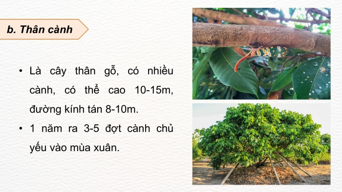 Giáo án điện tử Công nghệ 9 Trồng cây ăn quả Kết nối Bài 4: Kĩ thuật trồng và chăm sóc cây nhãn