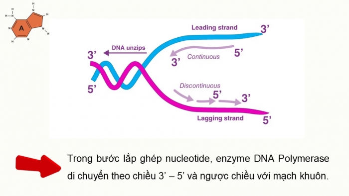 Giáo án điện tử KHTN 9 chân trời - Phân môn Sinh học Bài 39: Quá trình tái bản, phiên mã và dịch mã