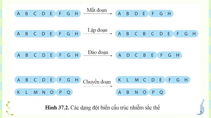 Giáo án điện tử KHTN 9 cánh diều - Phân môn Sinh học Bài 37: Đột biến nhiễm sắc thể