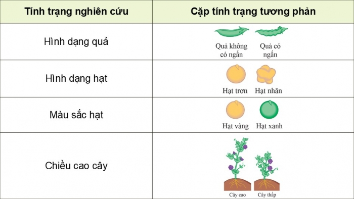 Giáo án điện tử KHTN 9 cánh diều - Phân môn Sinh học Bài 38: Quy luật di truyền của Mendel