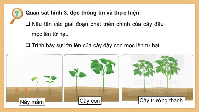 Giáo án điện tử Khoa học 5 kết nối Bài 14: Sự phát triển của cây con