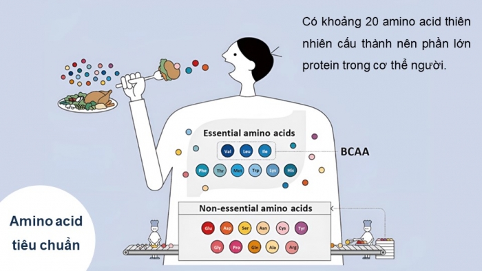 Giáo án điện tử Hoá học 12 kết nối Bài 9: Amino acid và peptide