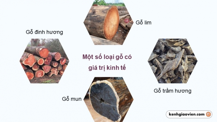 Giáo án điện tử Địa lí 12 chân trời Bài 13: Vấn đề phát triển lâm nghiệp và thuỷ sản