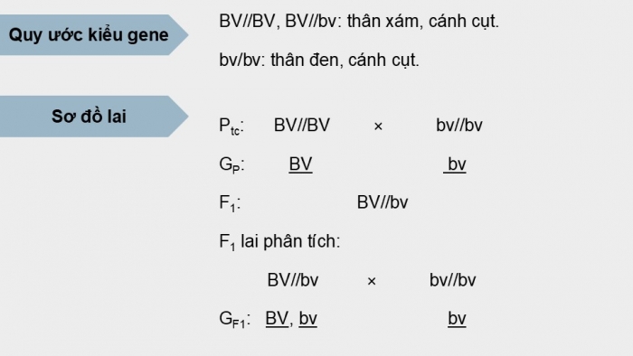 Giáo án điện tử Sinh học 12 kết nối Bài 11: Liên kết gene và hoán vị gene