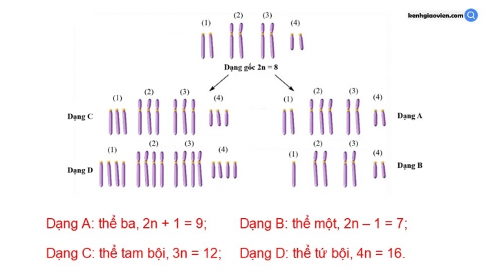 Giáo án điện tử Sinh học 12 kết nối Bài 12: Đột biến nhiễm sắc thể