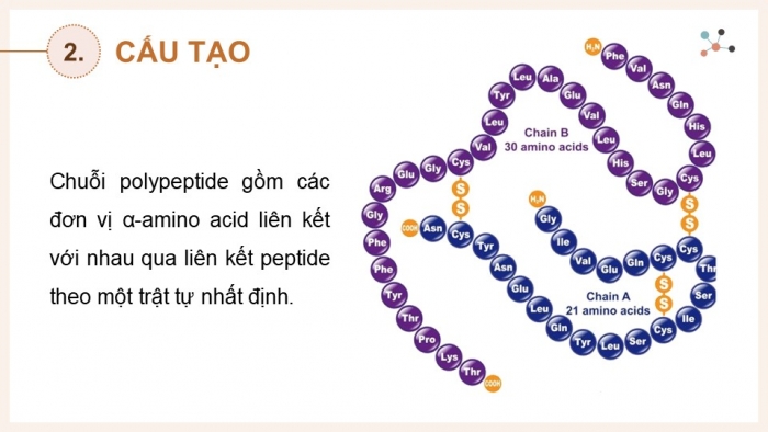 Giáo án điện tử Hoá học 12 chân trời Bài 8: Protein và enzyme