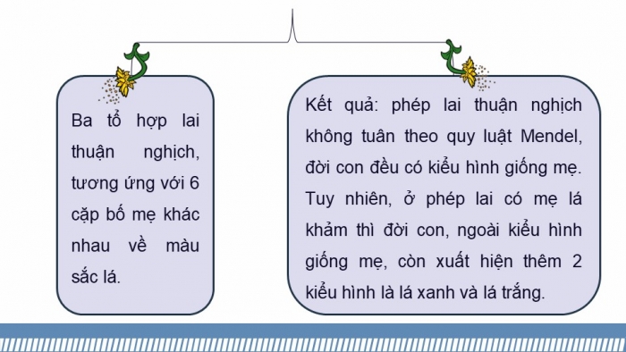 Giáo án điện tử Sinh học 12 kết nối Bài 15: Di truyền gene ngoài nhân