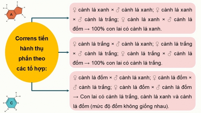 Giáo án điện tử Sinh học 12 cánh diều Bài 9: Di truyền gene ngoài nhân