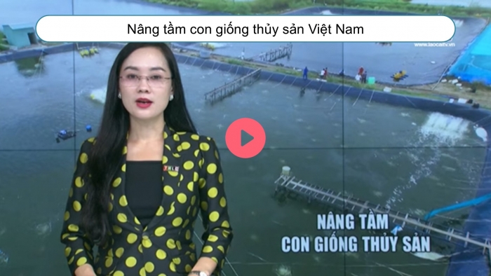 Giáo án điện tử Công nghệ 12 Lâm nghiệp - Thủy sản Kết nối Bài 13: Vai trò của giống thủy sản