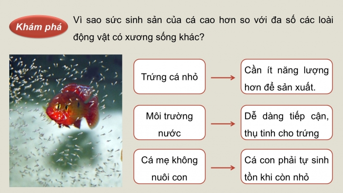 Giáo án điện tử Công nghệ 12 Lâm nghiệp - Thủy sản Kết nối Bài 14: Sinh sản của cá và tôm