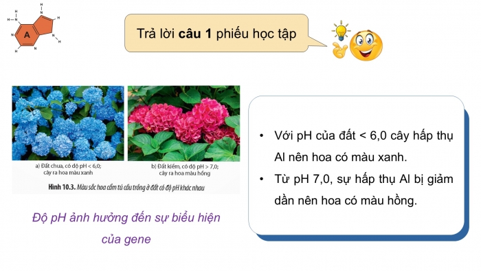 Giáo án điện tử Sinh học 12 chân trời Bài 10: Mối quan hệ giữa kiểu gene – kiểu hình – môi trường