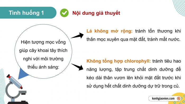 Giáo án điện tử Sinh học 12 chân trời Bài 11: Thực hành Thí nghiệm về thường biến ở cây trồng