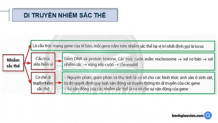 Giáo án điện tử Sinh học 12 chân trời Bài Ôn tập Chương 1