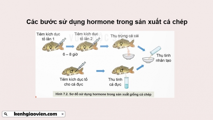 Giáo án điện tử chuyên đề Công nghệ 12 Lâm nghiệp Thuỷ sản Kết nối Bài 7: Ứng dụng công nghệ sinh học trong sản xuất giống thuỷ sản