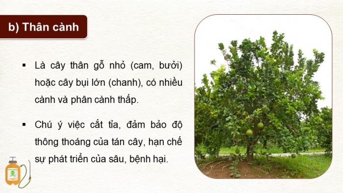 Giáo án điện tử Công nghệ 9 Trồng cây ăn quả Kết nối Bài 3: Kĩ thuật trồng và chăm sóc cây ăn quả có múi