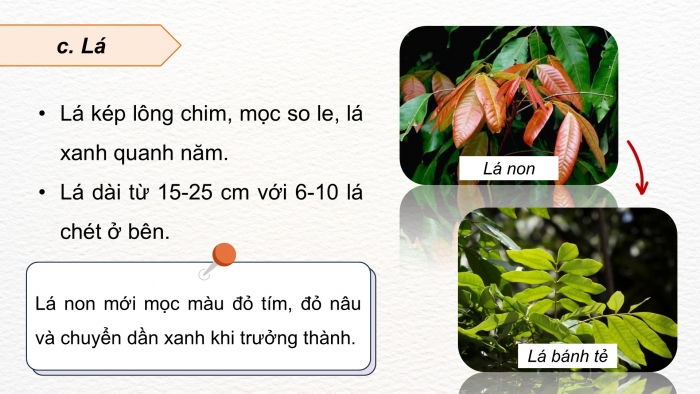 Giáo án điện tử Công nghệ 9 Trồng cây ăn quả Kết nối Bài 4: Kĩ thuật trồng và chăm sóc cây nhãn