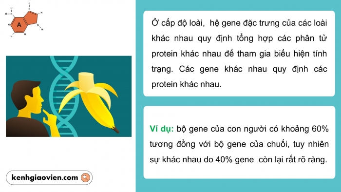 Giáo án điện tử KHTN 9 chân trời - Phân môn Sinh học Bài 40: Từ gene đến tính trạng