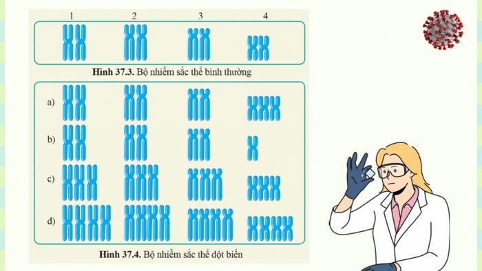 Giáo án điện tử KHTN 9 cánh diều - Phân môn Sinh học Bài 37: Đột biến nhiễm sắc thể