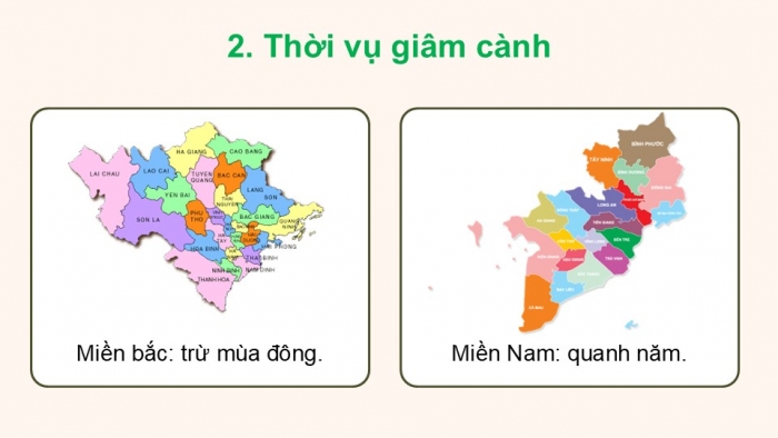 Giáo án điện tử Công nghệ 9 Trồng cây ăn quả Cánh diều Bài 4: Thực hành nhân giống cây ăn quả bằng phương pháp chiết cành