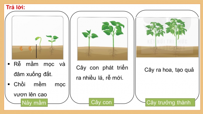 Giáo án điện tử Khoa học 5 kết nối Bài 14: Sự phát triển của cây con