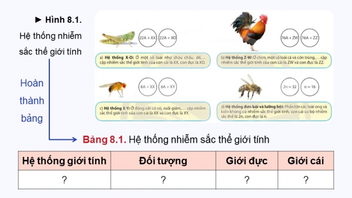 Giáo án điện tử Sinh học 12 chân trời Bài 8: Các quy luật di truyền của Morgan và di truyền giới tính