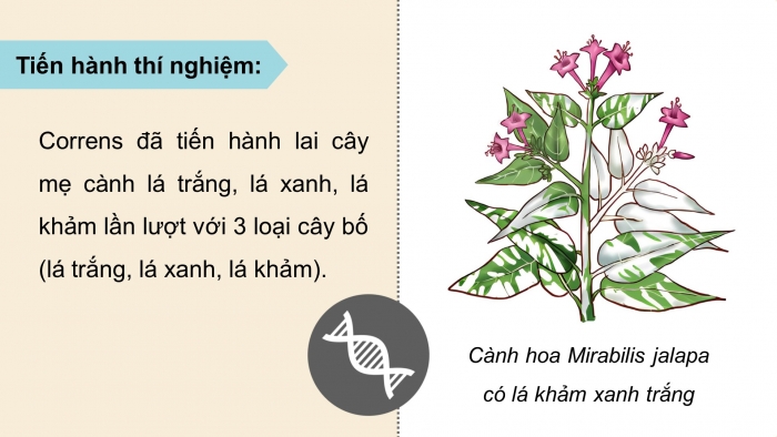 Giáo án điện tử Sinh học 12 chân trời Bài 9: Di truyền gene ngoài nhân