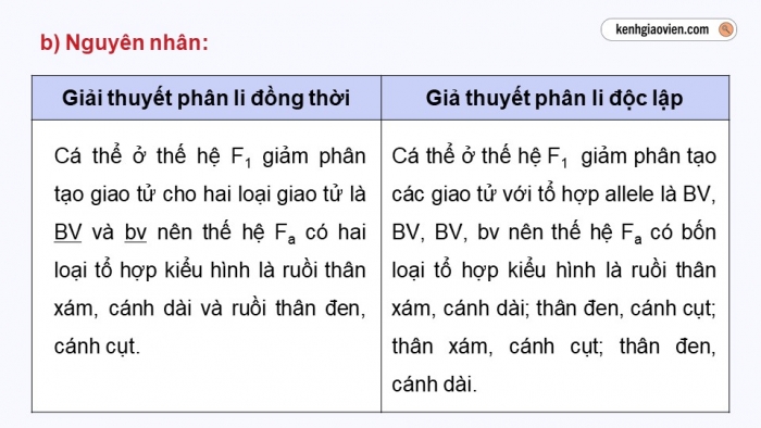 Giáo án điện tử Sinh học 12 chân trời Bài 8: Các quy luật di truyền của Morgan và di truyền giới tính (P2)