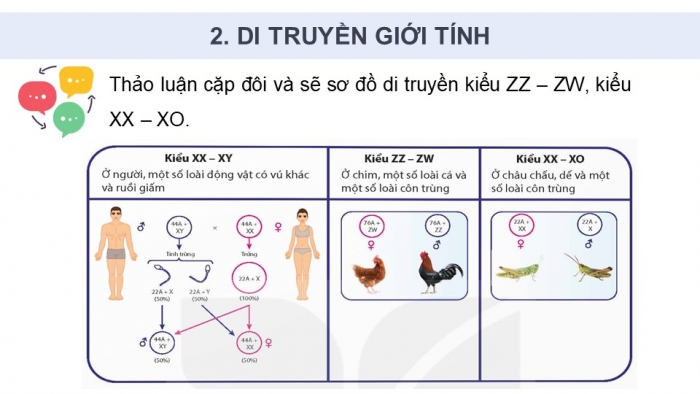 Giáo án điện tử Sinh học 12 kết nối Bài 10: Di truyền giới tính và di truyền liên kết với giới tính