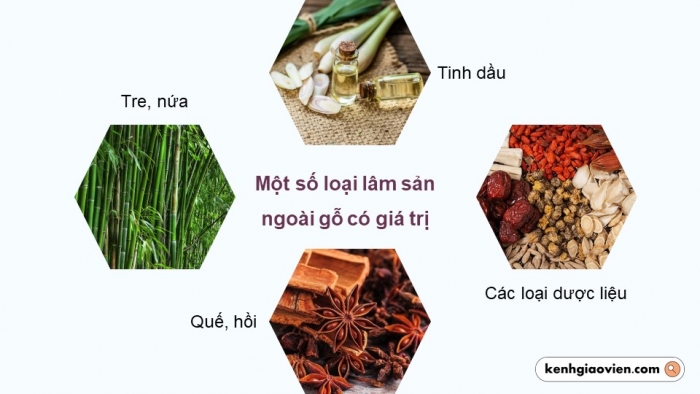 Giáo án điện tử Địa lí 12 chân trời Bài 13: Vấn đề phát triển lâm nghiệp và thuỷ sản