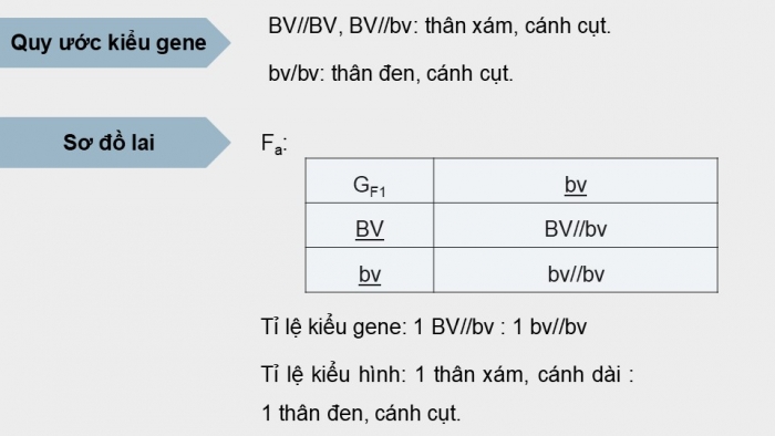 Giáo án điện tử Sinh học 12 kết nối Bài 11: Liên kết gene và hoán vị gene