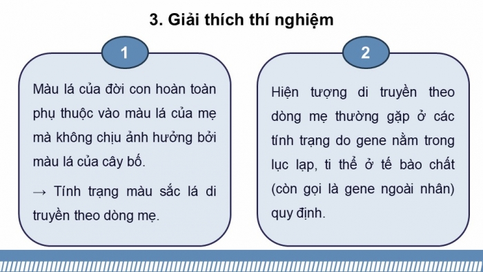 Giáo án điện tử Sinh học 12 kết nối Bài 15: Di truyền gene ngoài nhân