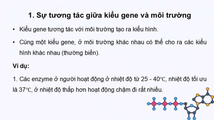 Giáo án điện tử Sinh học 12 kết nối Bài 16: Tương tác giữa kiểu gene với môi trường và thành tựu chọn giống