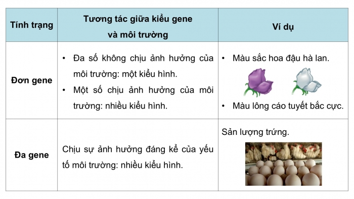 Giáo án điện tử Sinh học 12 cánh diều Bài 10: Mối quan hệ giữa kiểu gene, môi trường và kiểu hình