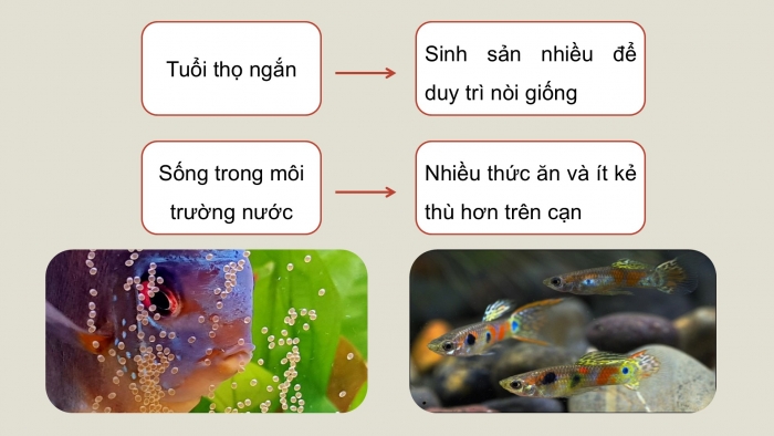 Giáo án điện tử Công nghệ 12 Lâm nghiệp - Thủy sản Kết nối Bài 14: Sinh sản của cá và tôm