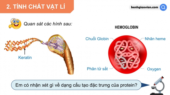 Giáo án điện tử Hoá học 12 kết nối Bài 10: Protein và enzyme