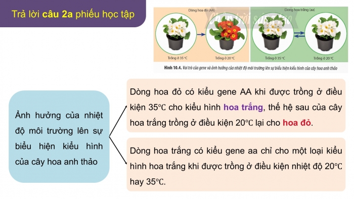 Giáo án điện tử Sinh học 12 chân trời Bài 10: Mối quan hệ giữa kiểu gene – kiểu hình – môi trường